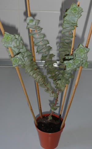 crassulaperforata10_07.jpg