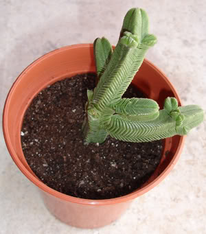 crassulapyramidalis.jpg