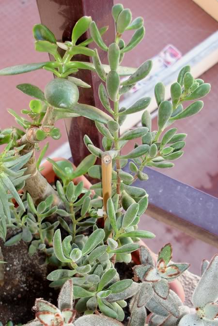 crassularogersii11_2008.jpg