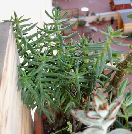crassulatetragona11_2008.jpg