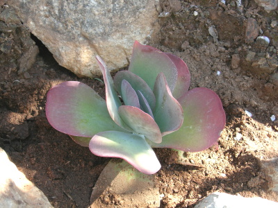 crasula%20desconocida%20escalera%20cielo.JPG