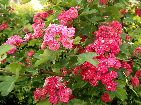 crataegus%20oxyacantha%20Paul%20s%20Scarlet.jpg