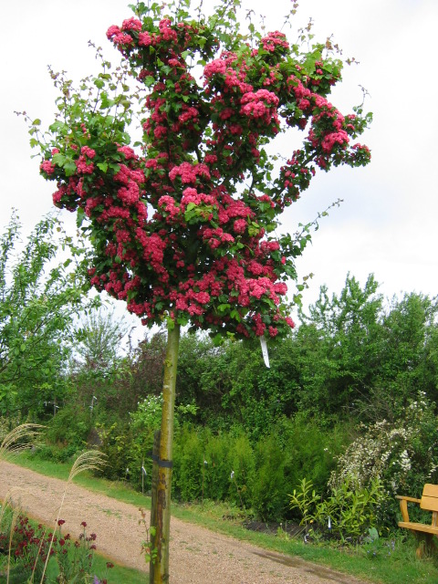 Crataegus%20oxyacantha%20Paul%27s%20Scarlet.jpg