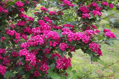 crataegus.jpg