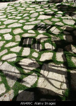 crazygrass.JPG