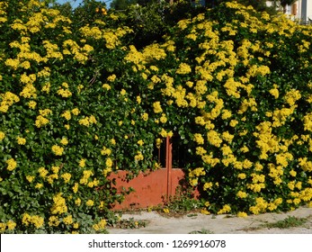 creeping-groundsel-senecio-angulatus-hedge-260nw-1269916078.jpg