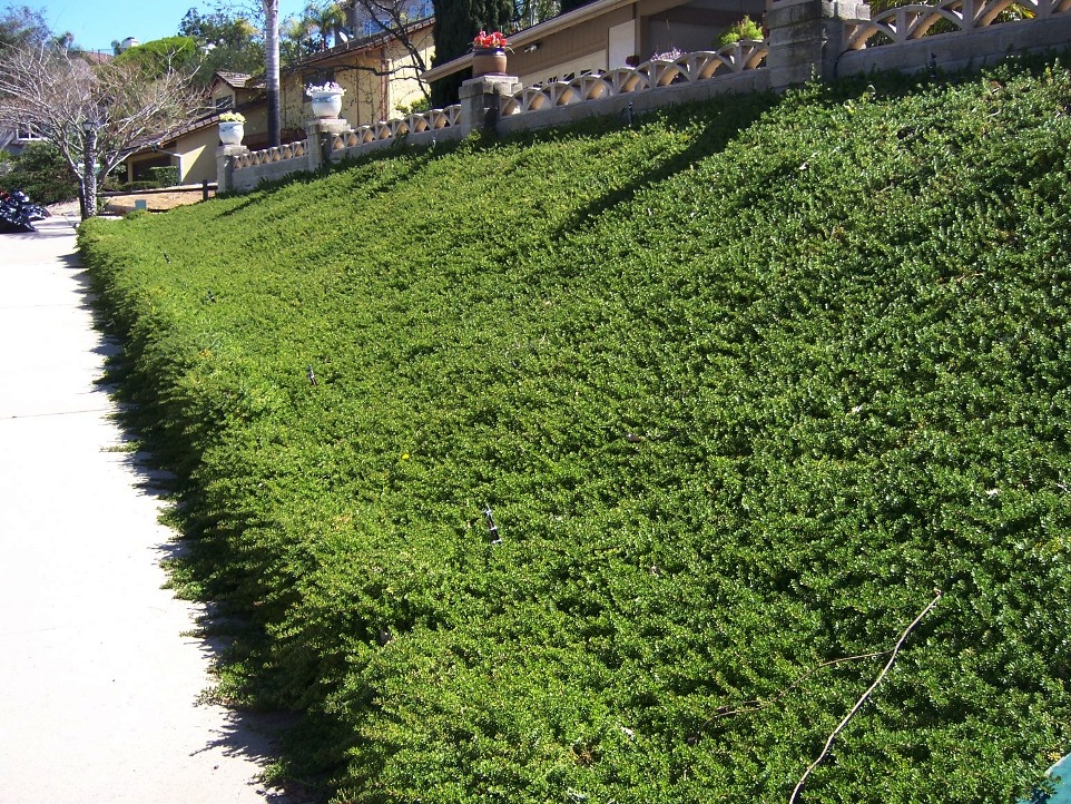 Creeping+Myoporum.jpg