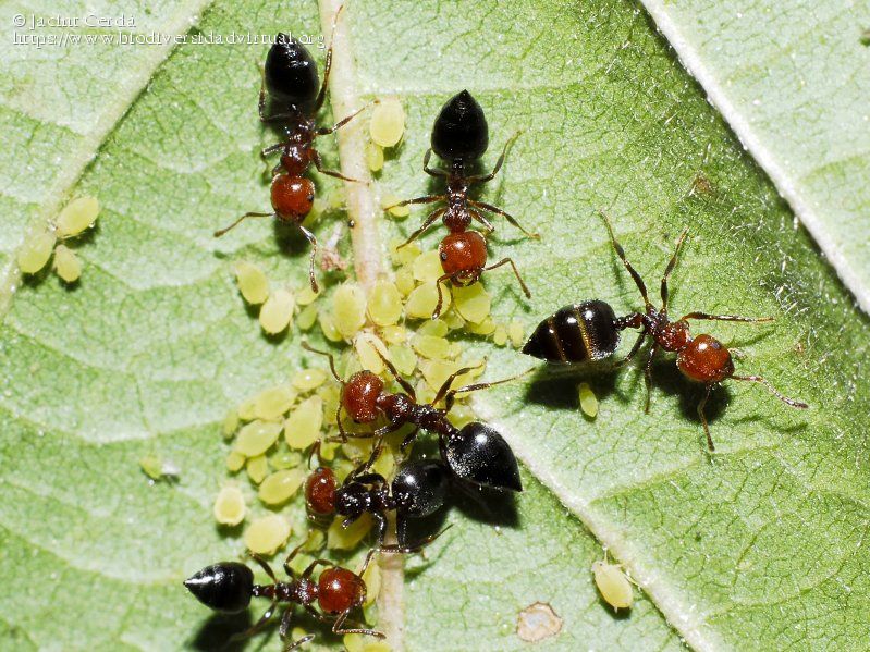 Crematogaster-scutellaris-316364.jpg