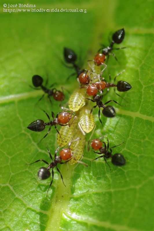 Crematogaster-scutellaris-591686.jpg