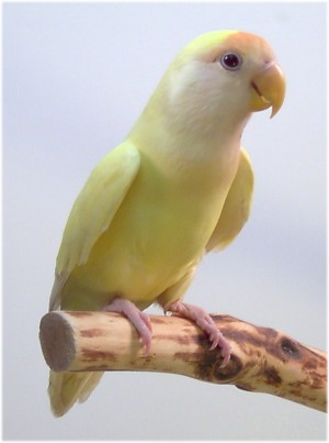 creminoLovebird_w.jpg