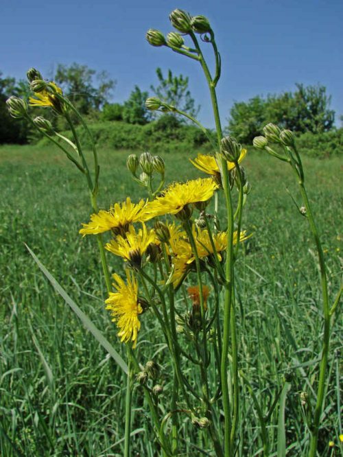 Crepis_biennis_001.jpg