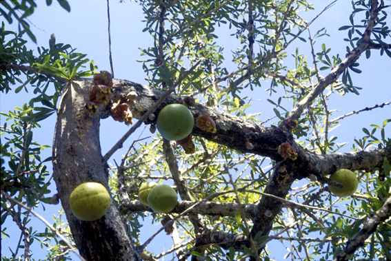 Crescentia_alata2.jpg