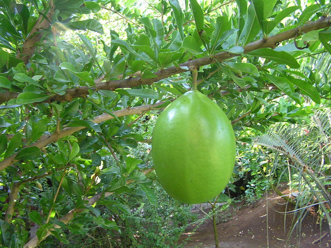 Crescentia_cujete_1.jpg