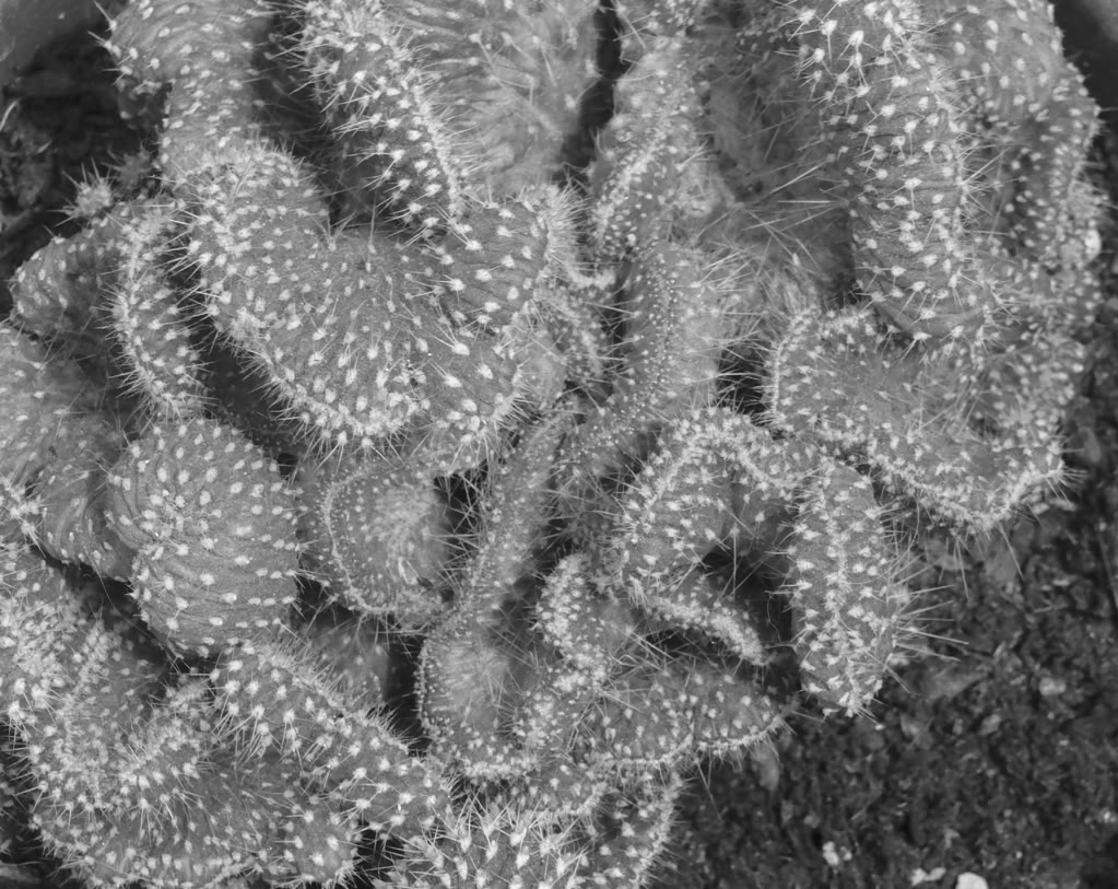 crestadoblancoynegro.jpg