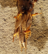 criatura-huerto-01.jpg