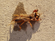 criatura-huerto-02.jpg