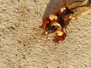 criatura-huerto-03.jpg
