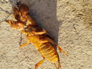 criatura-huerto-04.jpg