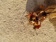 criatura-huerto-05.jpg