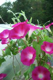 crimsonrambler-1.jpg