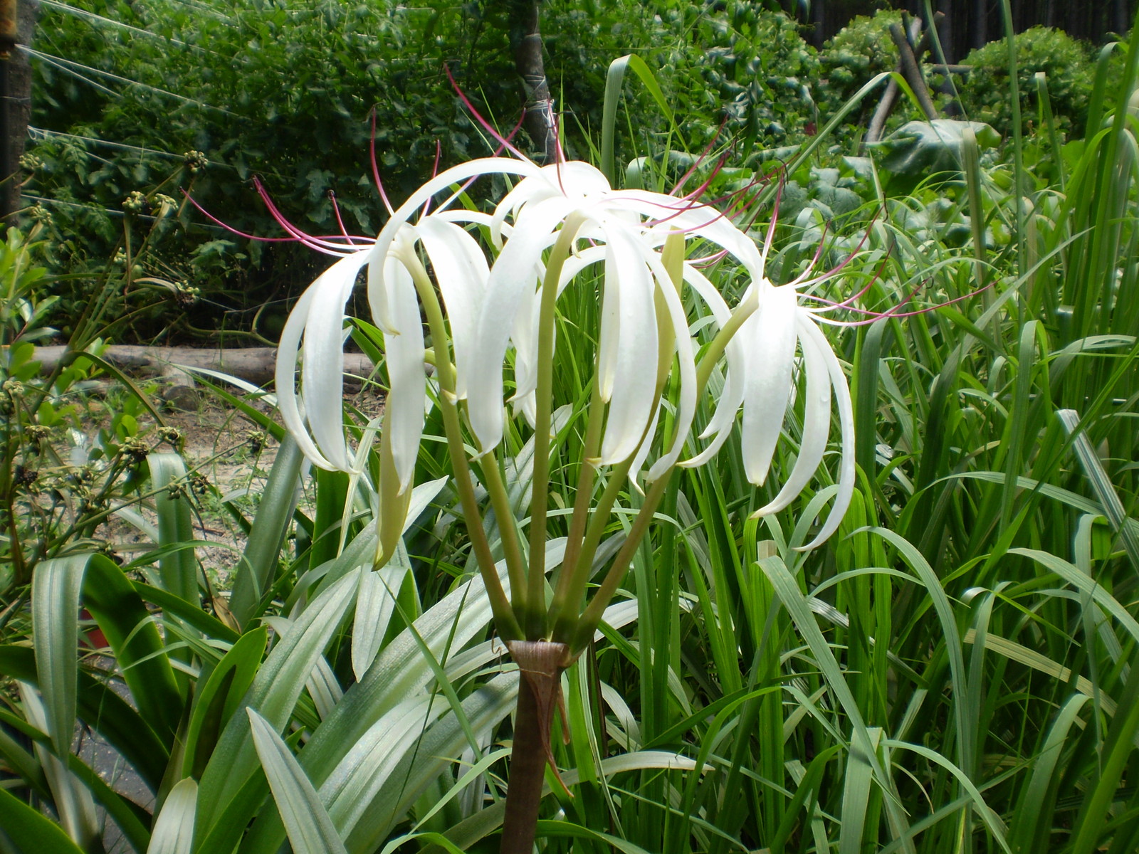 Crinum-americanum-2.jpg