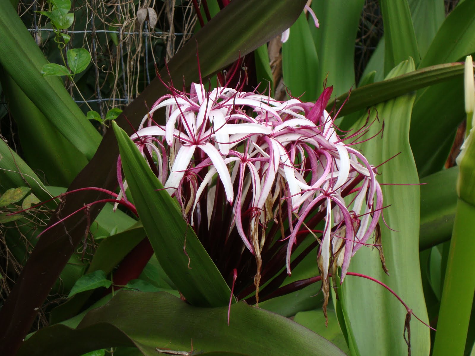 Crinum+augustum+%2528acuatica%2529.JPG