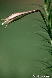 crinum.jpg
