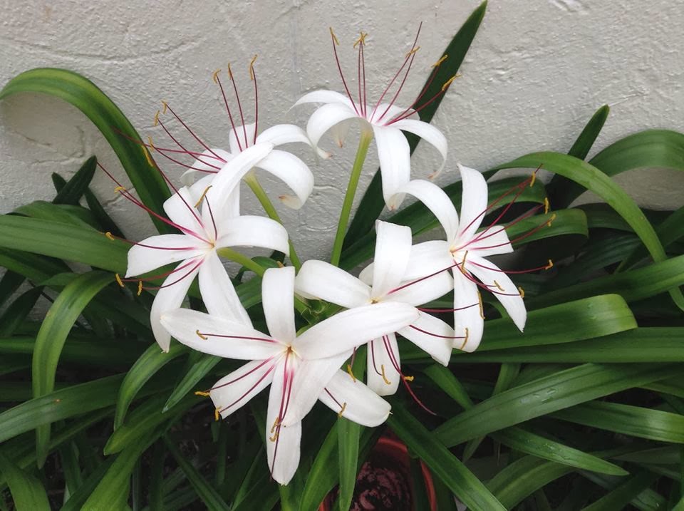 crinum.jpg