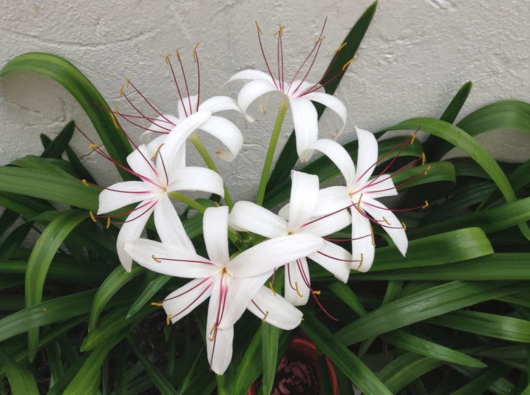 crinum.jpg