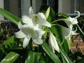 crinum-powellii.jpg
