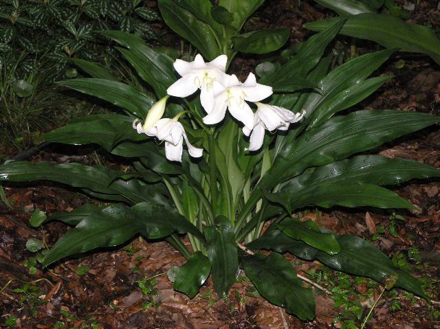 Crinum_jagus_vanillodorum_Portrait_AD.jpg
