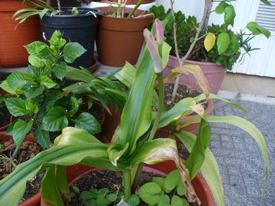 crinum_rosa_12ago07.JPG