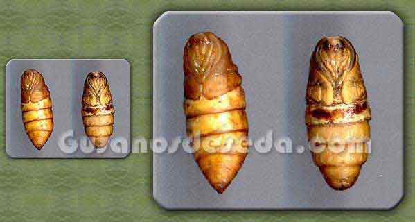 crisalida.jpg
