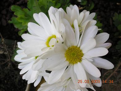 crisantemo%20blanco%20ok.JPG