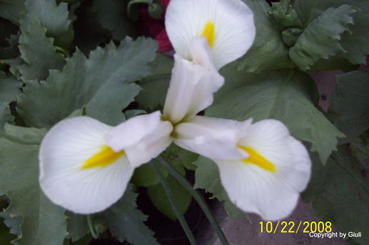 cristata%2Bblanca.jpg