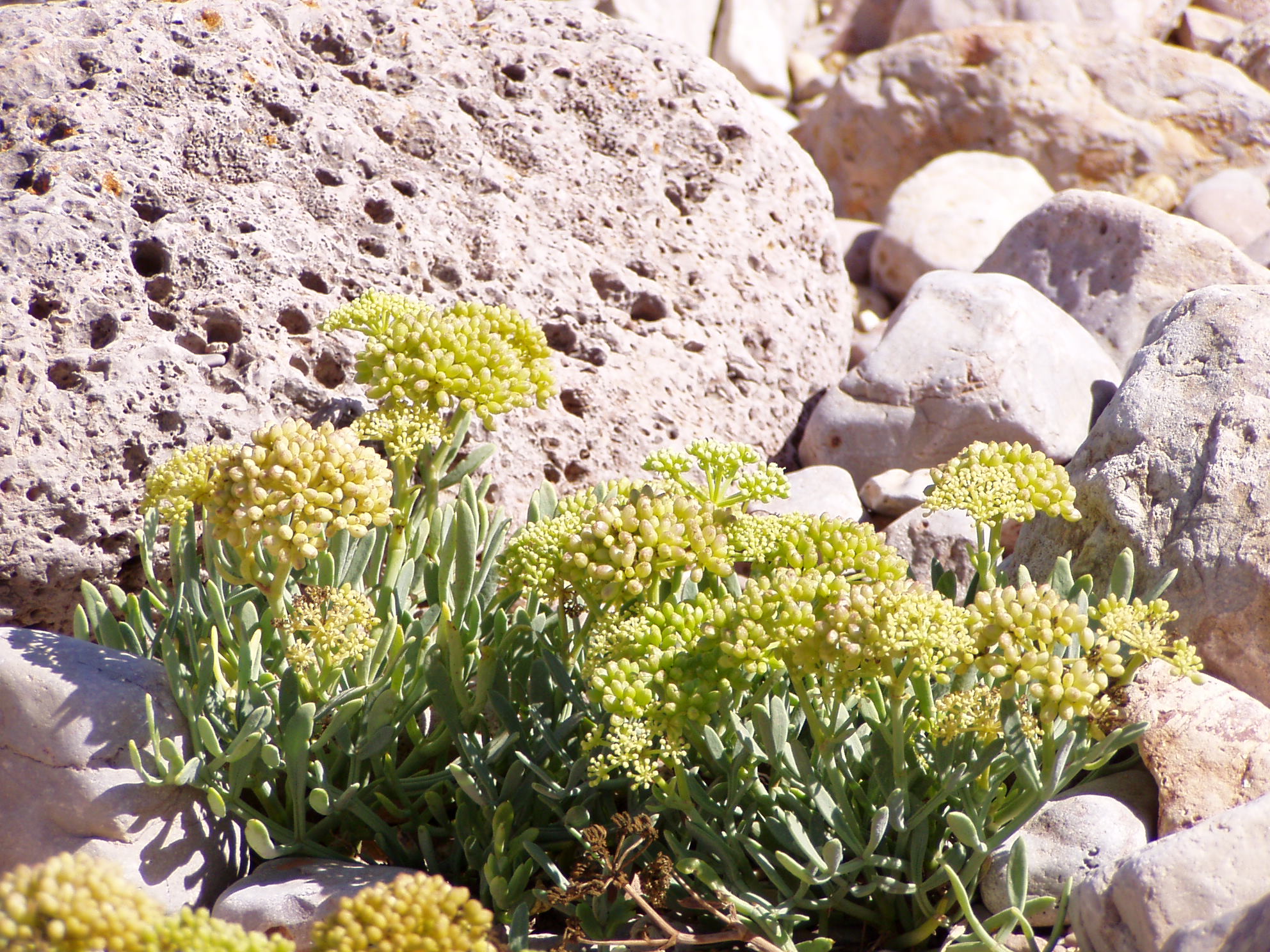 Crithmum_maritimum.jpg
