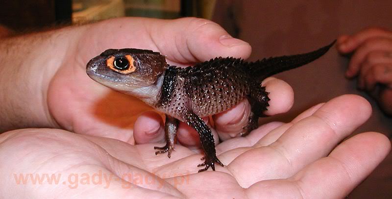 crocodileskink-inhand.jpg