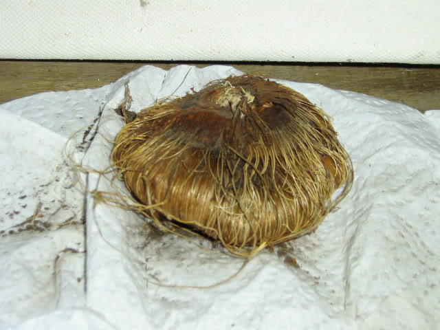 crocos.jpg