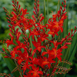 crocosmia-mistral-1_compact_cropped.jpg