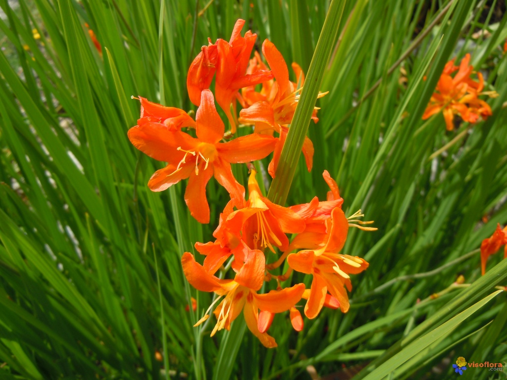 crocosmia-paniculata-visoflora-61579.jpg