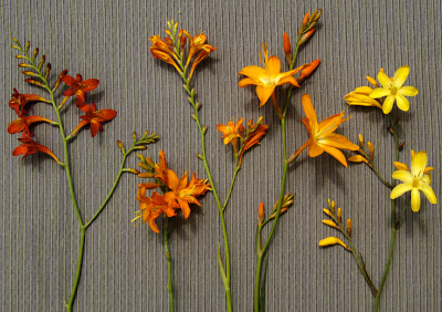 crocosmia2.jpg