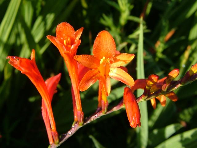 crocosmia_paniculata_aunt_liza_flower_07-08-05.jpg