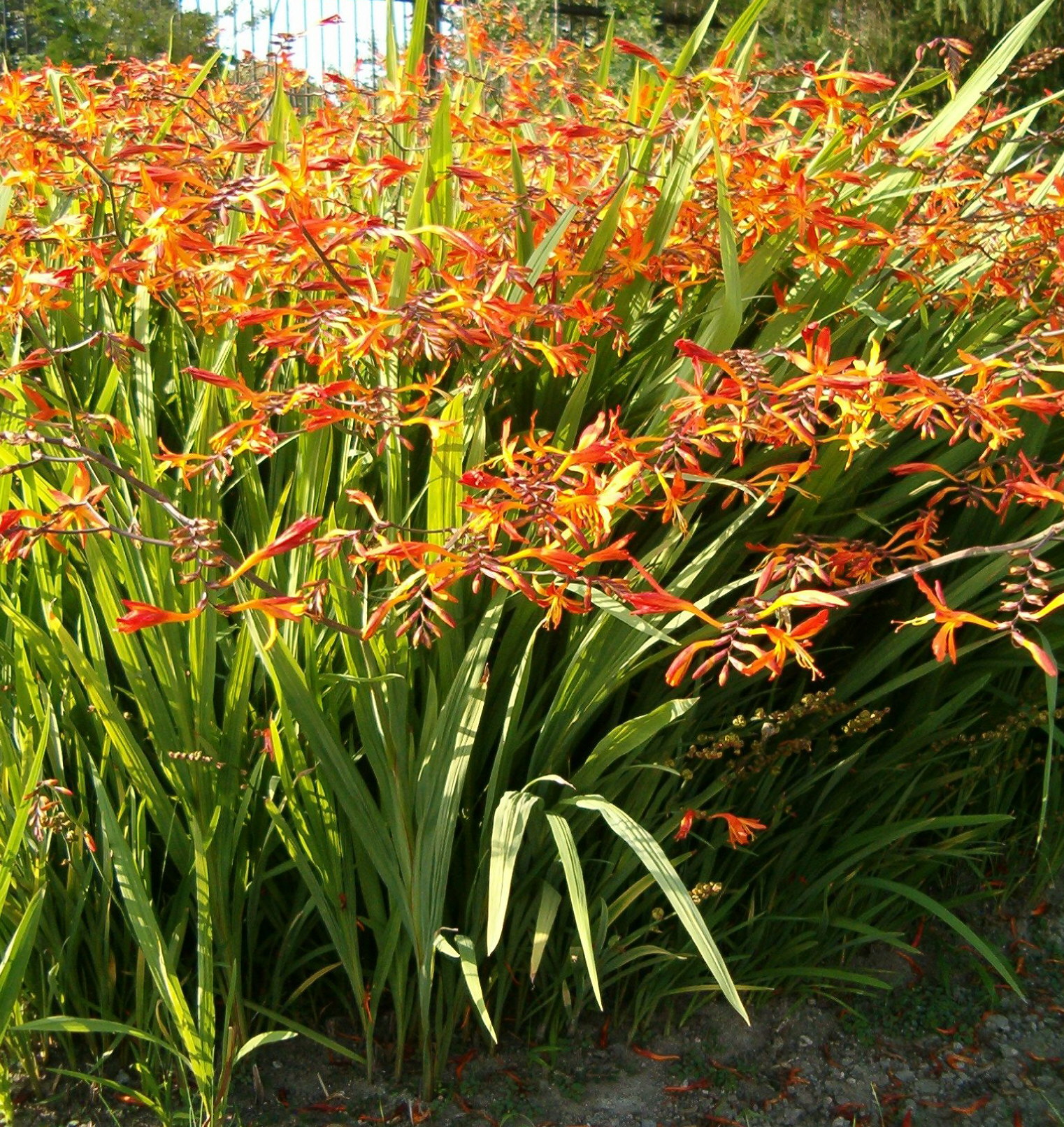 Crocosmia_Xcrocosmiiflora_HabitusInflorescences_BotGardBln0906.jpg