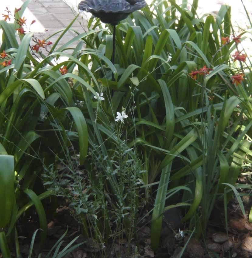 crocosmiaP10803821.jpg