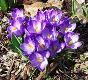 crocus-1.jpg
