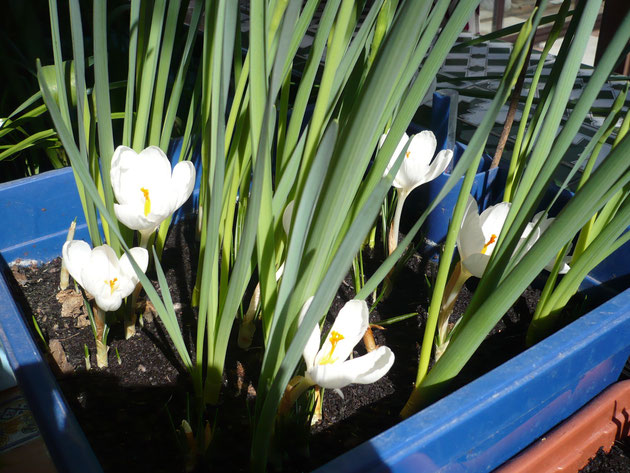 crocus-blancos.jpg