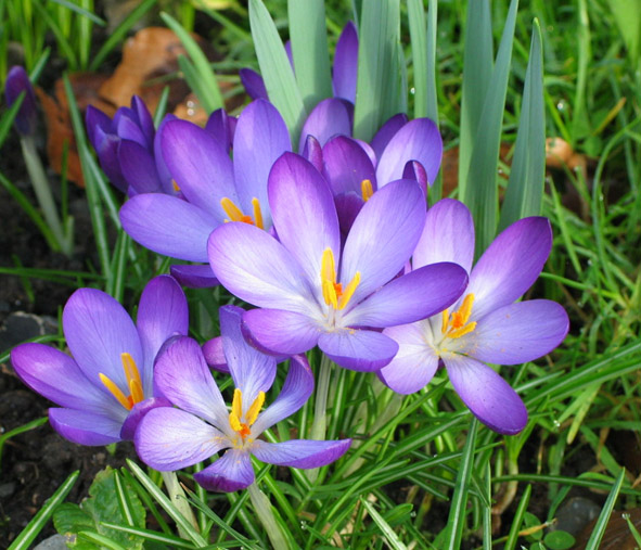 crocus.jpg