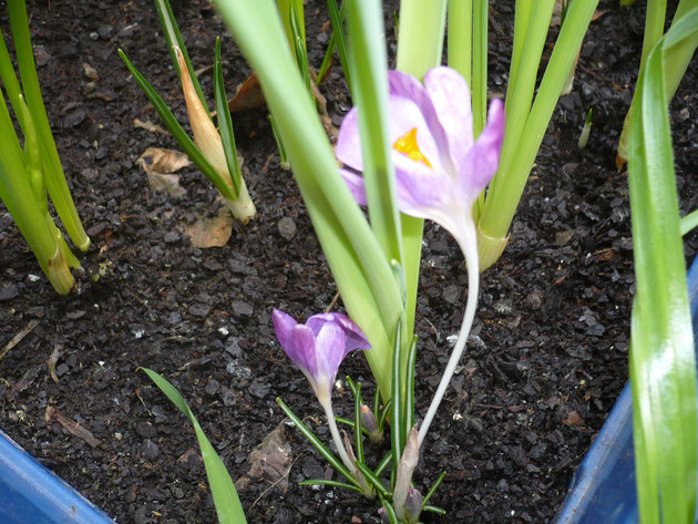 crocus-morados.jpg
