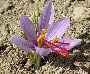 crocus-sativus.jpg
