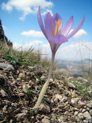 Crocus+serotinus+.jpg